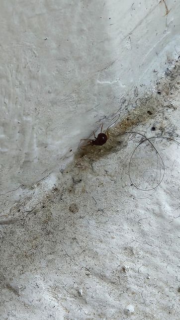 갑자기 어디서 나타났는지 이건 무슨 벌레인가요?의 0번 째 이미지