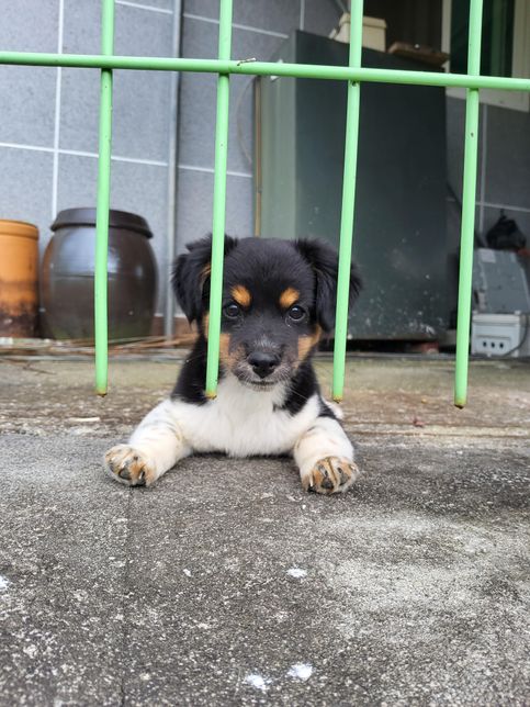 우리집 개는 품종이 무엇일까요????의 1번 째 이미지