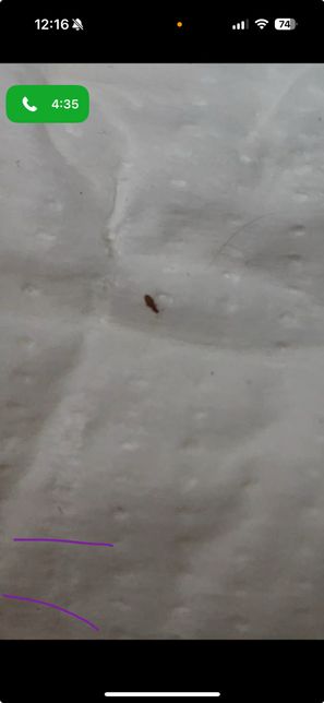 집에서 나왔어요. 무슨벌레 인가요?의 3번 째 이미지