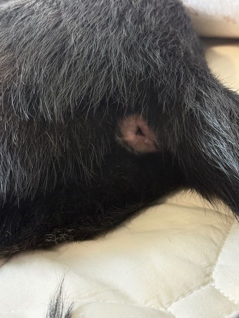 누웠을때 강아지 항문 벌어지는거 괜찮나요?의 0번 째 이미지