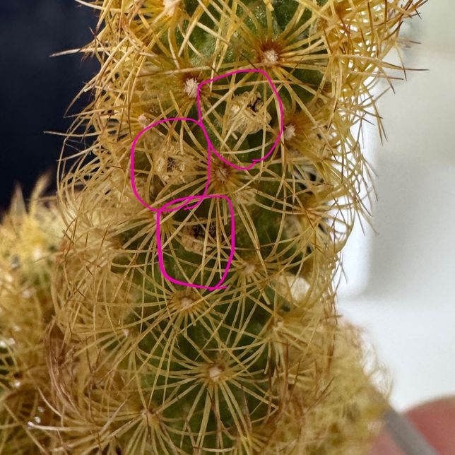 선인장 몸통에 까만 알갱이는 뭔가요?의 0번 째 이미지