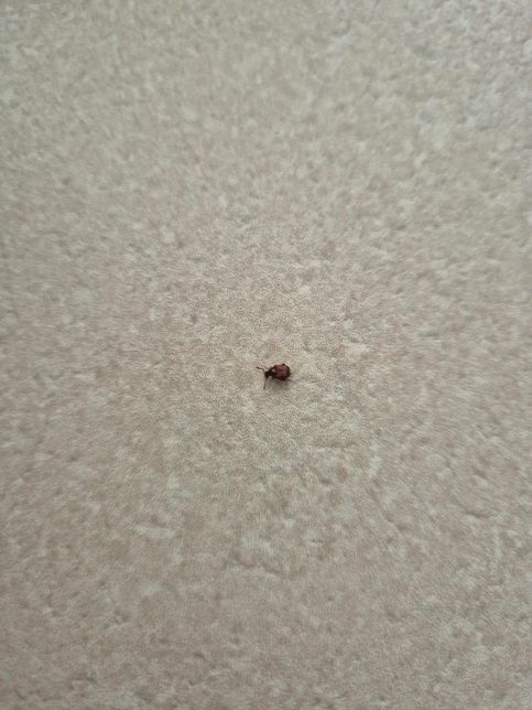 이 벌레가 뭔 벌레인지 아시는 분?? 벌레박사님 계신가요?의 0번 째 이미지