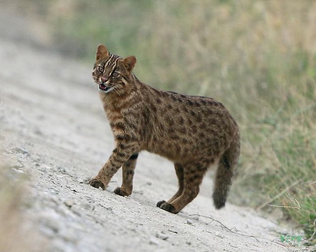 너구리와 삵은 천적관계인가요? 라이벌인가요?의 1번 째 이미지