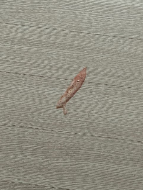 고양이 처음으로 열빙어 먹고 피 섞인 토의 1번 째 이미지