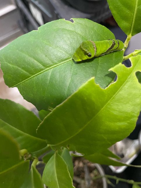 레몬나무에 붙어있는 애벌레궁금합니다의 0번 째 이미지