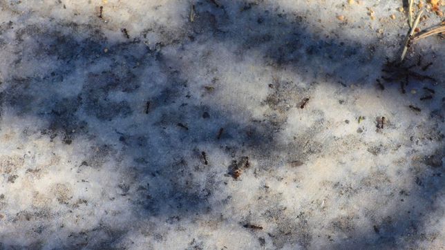 지렁이를 공격하는 개미의 이름은 뭘까요?의 1번 째 이미지