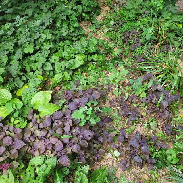 아파트 앞 화단은 누구의 공간인지 궁금합니다.의 0번 째 이미지