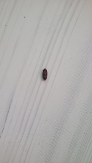 이거 무슨 벌레 알 일까요?……..진짜 ㅜㅜ(사진조심)의 1번 째 이미지