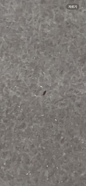 혹시 이 벌레가 무슨 벌레인지 알 수 있을까요?의 1번 째 이미지