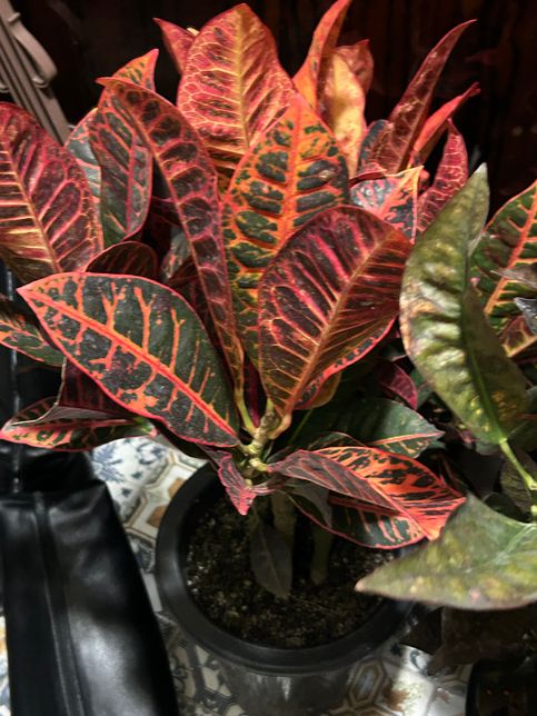 어떤 식물인지 알려주세요!!!!!의 0번 째 이미지