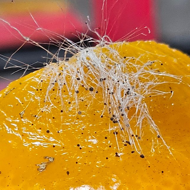 썩은 귤에 곰팡이 핀 것은 봤어도 이런건 처음봐요2사진첨부의 0번 째 이미지