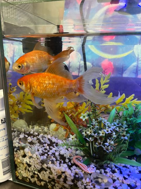 금붕어 두마리 키유는데 알을 안낳아요 암수 구별 해주세요의 2번 째 이미지