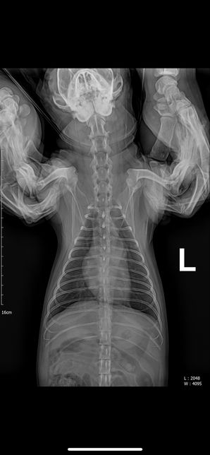 강아지 엑스레이에 문제점 있는지 봐주세요의 2번 째 이미지