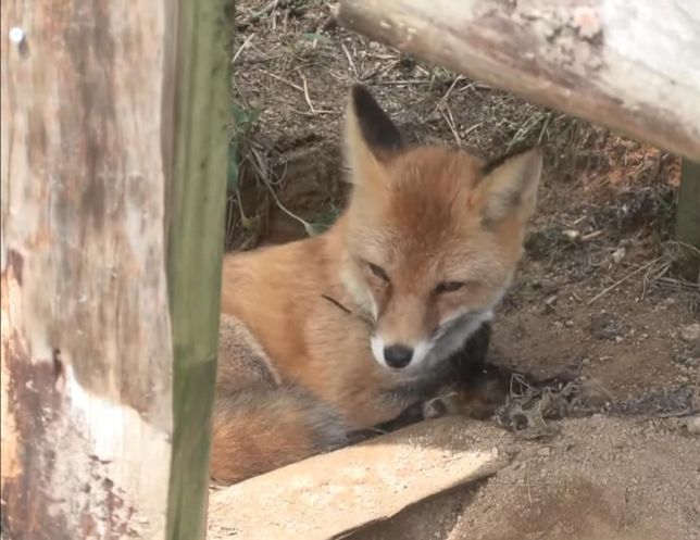 소백산 여우의 수는 지금 전국적으로 무사히 늘었을까요?의 1번 째 이미지