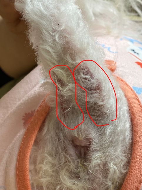 강아지 방광결석 후 이곳에 피멍(?)이의 1번 째 이미지