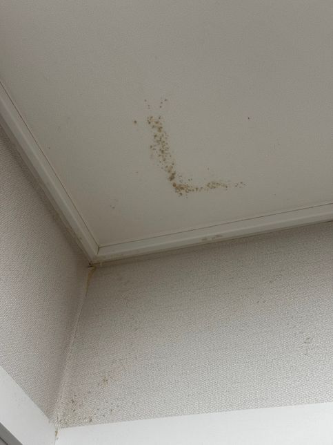 벽에 이런 게 생겼는데 이게 뭐죠? 어떻게 제거하죠?의 2번 째 이미지