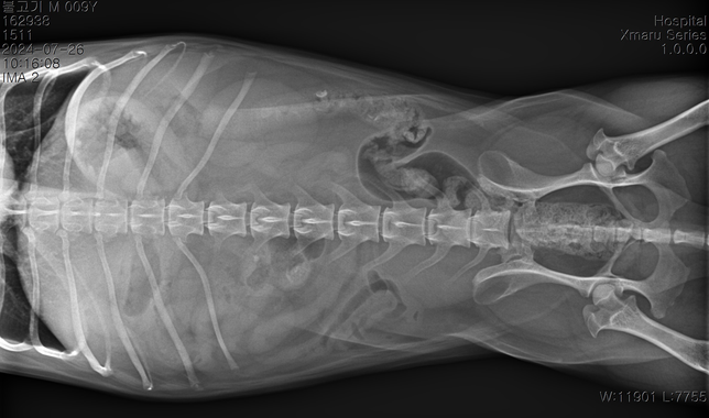 순차적으로 고관절 에 관해 봐주시기 부탁드립니다.의 1번 째 이미지