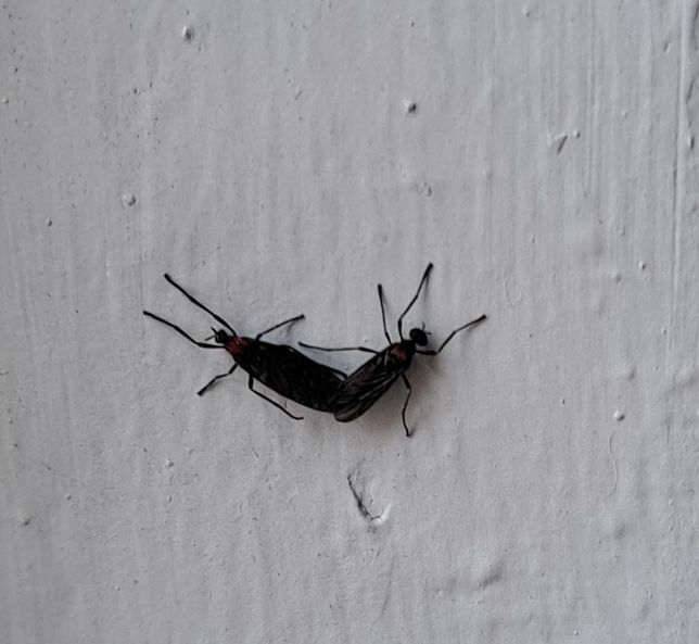 사진에 있는 게 어떤 벌레인지 알려주세요의 1번 째 이미지