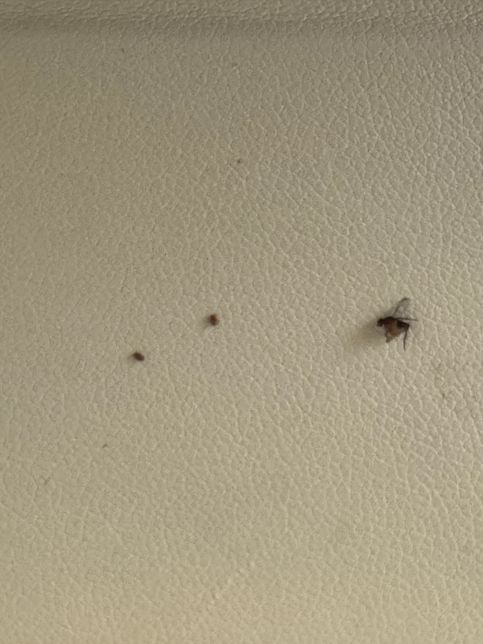 이거 무슨 벌레인가요? ㅠㅠㅠ너무 급해요 !!!의 1번 째 이미지