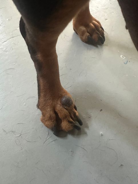 강아지 발등에 검은색 혹, 종양 같은게 있습니다.의 1번 째 이미지