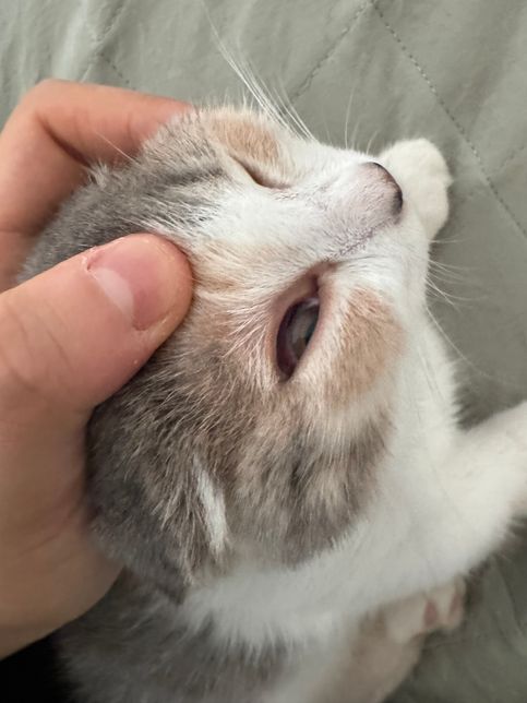 고양이 순막(제 3안검) 충혈, 부음의 1번 째 이미지