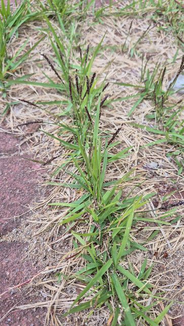 이거 잔디씨 맞나요? 이거 씨 따서 흙에 뿌려 번식 가능한가요?(사진 있음)의 0번 째 이미지