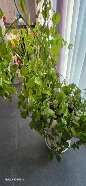 녹보수를 잘라서 흙꽂이를 했는데요!의 2번 째 이미지