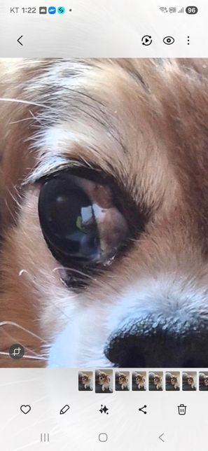 강아지 눈에 난 종기 치료 방법 있을까요?의 0번 째 이미지