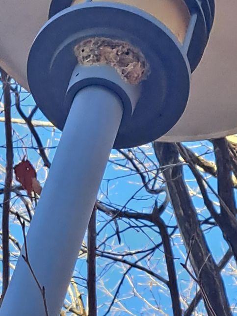 벌집인지 새집인지 잘모르겠네요 뭐에 가깝죠?의 0번 째 이미지