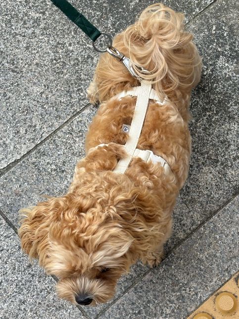 강아지 관절보호 하네스 진짜 도움 되나요?의 0번 째 이미지