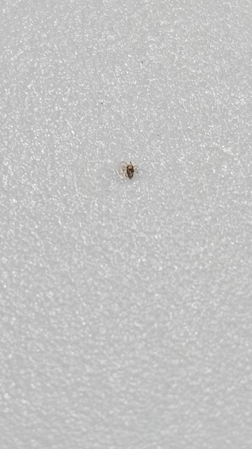 이게 무슨 벌레인가요? 진드기같기도 하고 벼룩같기도 하고의 1번 째 이미지