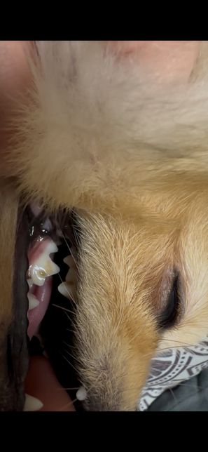 강아지 이빨 잇몸이 흔들려요 원래 그런가요 ?.̊̈의 3번 째 이미지