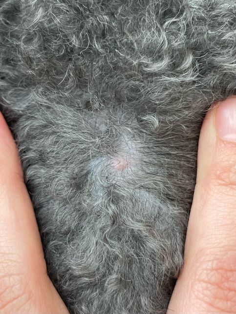 강아지 뾰루지 외관상 어떻게 보이는지 고견 부탁드려요.의 0번 째 이미지