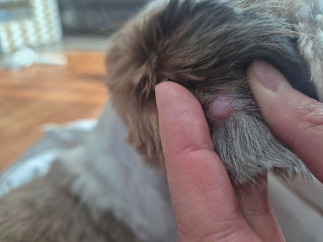 답변부탁드립니다 시츄 귀에 뭐가낫는데 아시는분알려주세요~!!의 0번 째 이미지