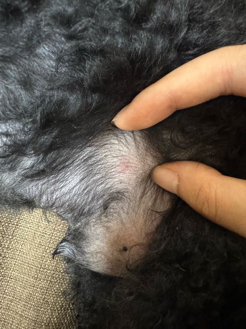 강아지 배에 뭔가 난거 같은데 무엇일까요의 1번 째 이미지