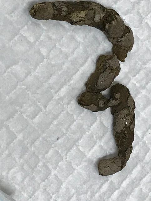 강아지 2달간 겉에만 시멘트색깔의 변 상태를 다시 예전으로 돌리는 방법...의 0번 째 이미지