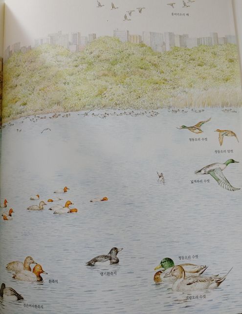 우리나라 겨울철새 중 흰죽지와 물닭, 뿔논병아리같이 작은 물새들만 왜 남쪽에 내려와요?의 0번 째 이미지