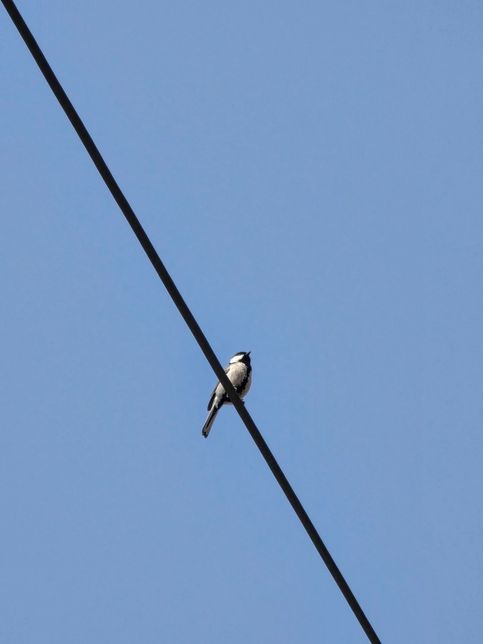 이 새가 무슨 새죠? 사진 첨부합니다.의 0번 째 이미지