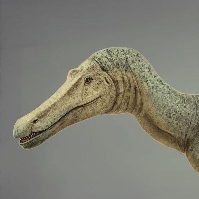 요즘 육식공룡의 복원도를 보면 입을 다물고 다니는 모습으로 나타나는 이유가 어떤 연구결과 때문이었어요?의 2번 째 이미지