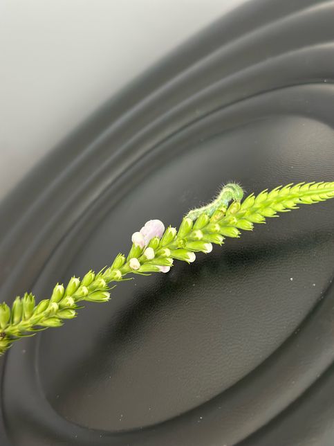 이 애벌레의 종류와 나비인지 나방인지 알려주실분의 1번 째 이미지