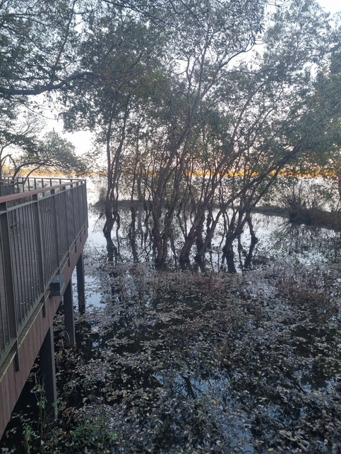 수목이나 화초들은 물에 잠기면 뿌리가 썩어 거의 죽고마는 걸로 아는데요. 뿌리가 썩지도 않고 잘자라는 걸보니 수종이 물에 잘견디는 나무인가요?의 0번 째 이미지