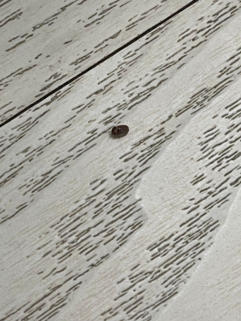 집에서 나온 벌레인데 뭐죠? 바닥에 있었어요의 0번 째 이미지