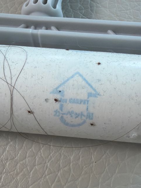 강아지 진드기 관련해서 물어봅니당 ㅠ의 0번 째 이미지