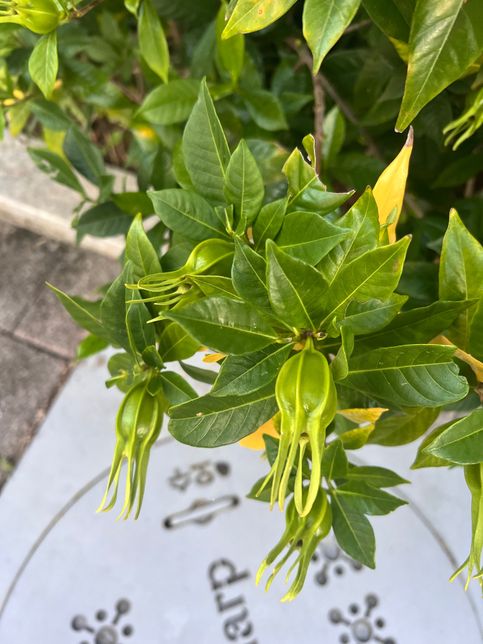 열매?같은데 무슨 식물일까요???의 0번 째 이미지