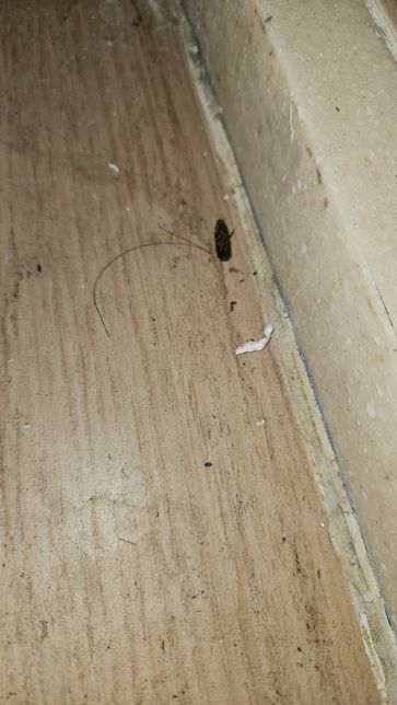 혐짤주의)이거 바퀴벌레 맞나요? ㅠㅠ의 0번 째 이미지