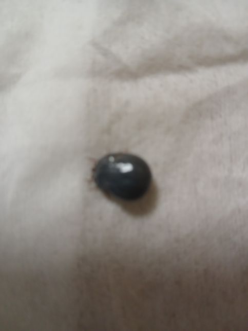 강아지 진드기 물렸을때 어떻게 해야하나요?의 0번 째 이미지