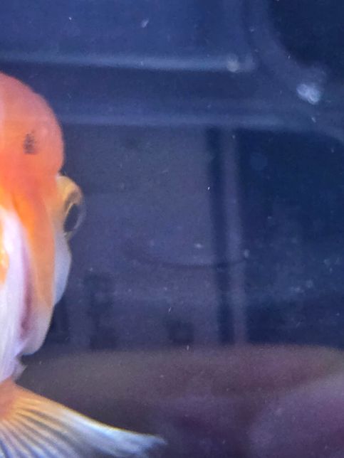 오란다 금붕어 혹에 검은색은 뭘까요?의 1번 째 이미지