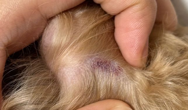 강아지 다리에 상처가 났는데 한번 봐주세요의 0번 째 이미지