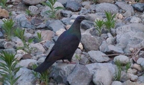 주로 어떤 새들이 바닷가에서 바닷물을 마시면서의 2번 째 이미지