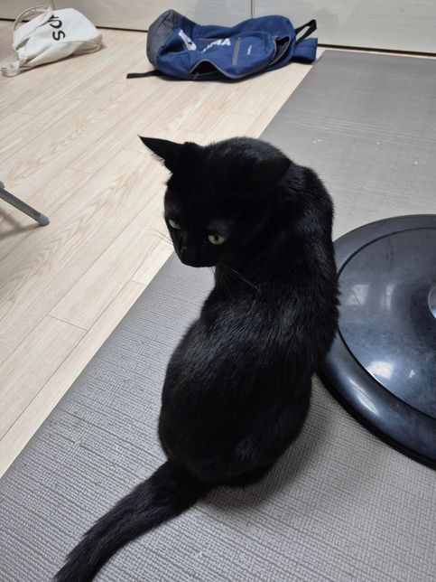 고양이는 익숙한 동물은 경계를 안하나요?의 2번 째 이미지